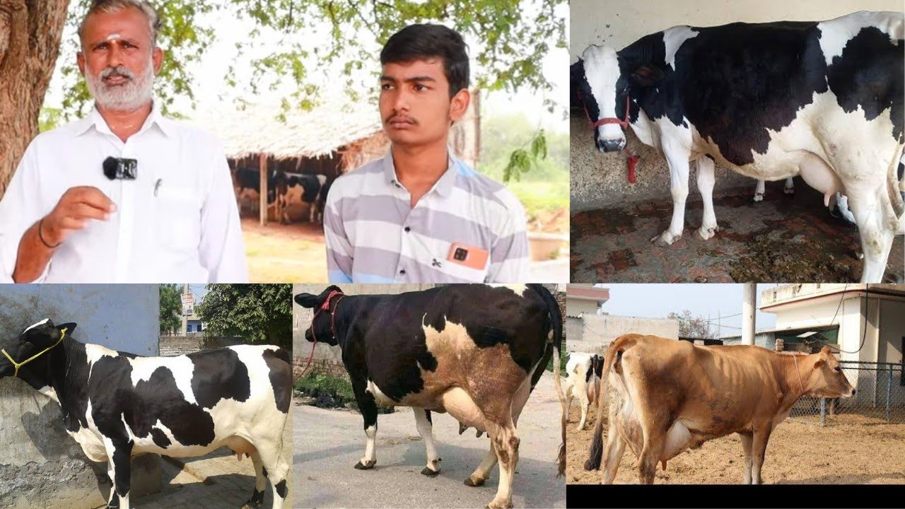 ഇവരെ ഉറപ്പായും വിശ്വസിക്കാം, നല്ല പാലുള്ള പശുക്കൾ വില്പനക്ക്|Hf Jersey cow sale pollachi Krishnagiri