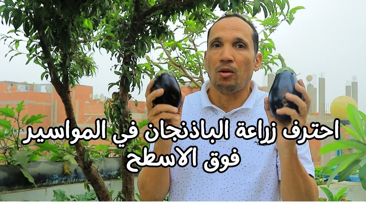 لو عتدك ماسورة هاعلمك تزرع وتاكل احلى باذنجان رومى من سطحك حصاد الباذنجان الرومى