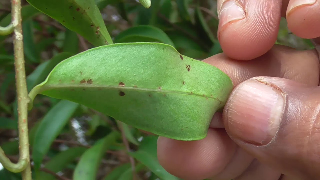 Документальный фильм о лекарственных растениях ВИДАНГА (Embelia Ribes)