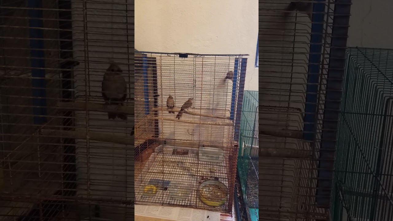 CARDENAL ROJO REPRODUCCION 2020