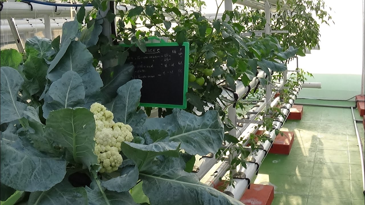 Soil Less Vertical Aeroponic Growing System Video in English By Sure grow
