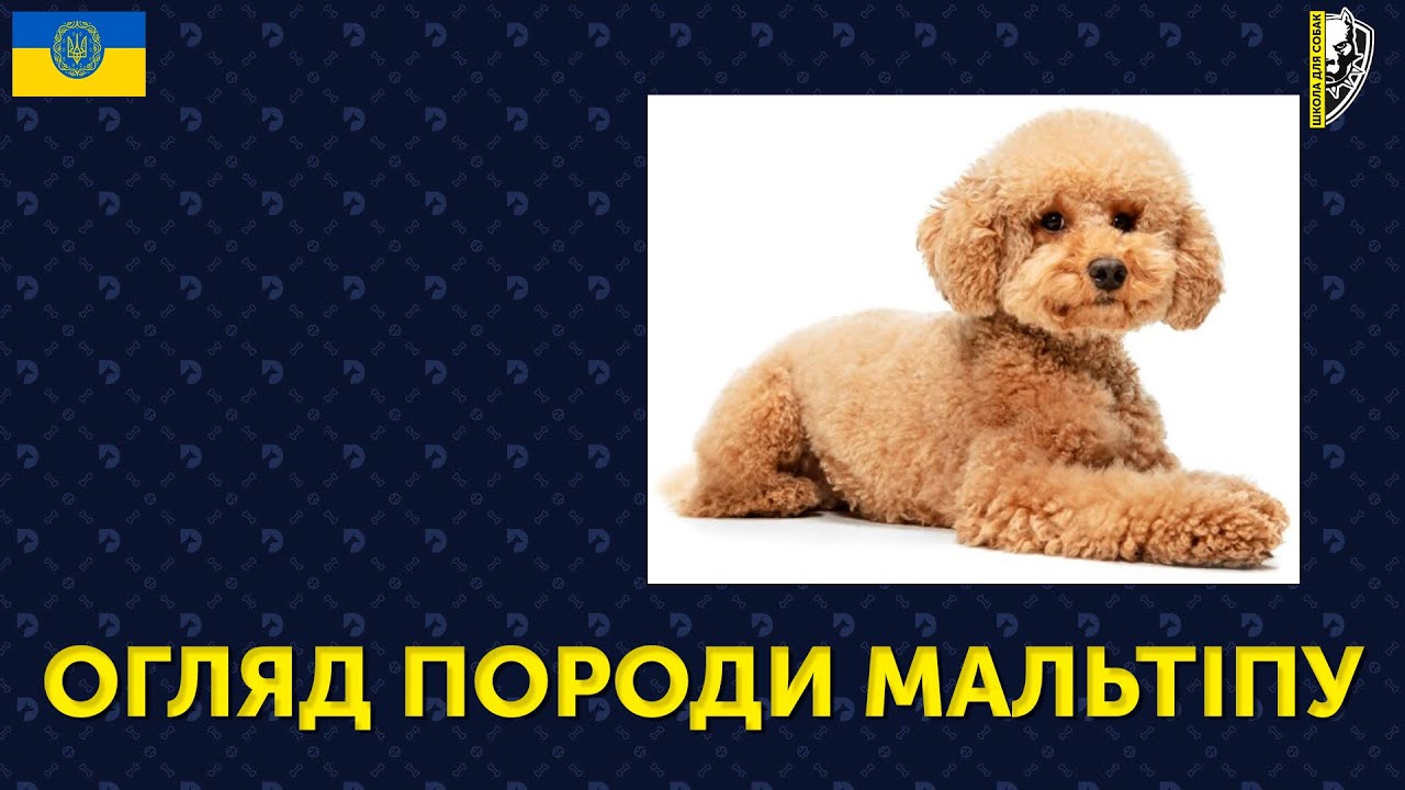 🇺🇦ОГЛЯД ПОРОДИ МАЛЬТІПУ