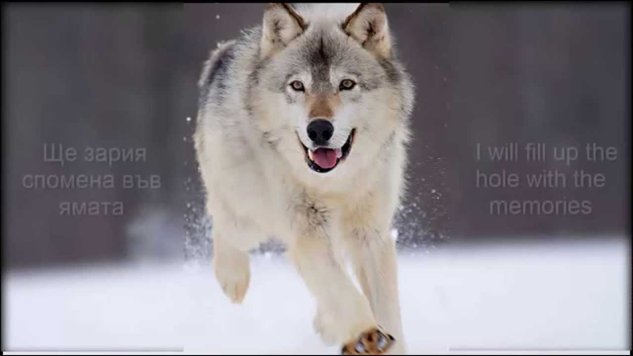 ФСБ - Вълче време // FSB - Wolfish time - с текст! / with lyrics!