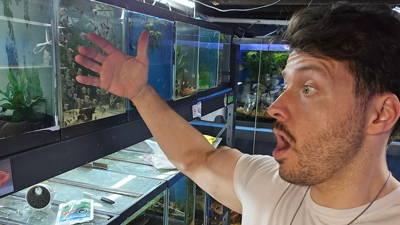 FISH ROOM TOUR AND OUTSIDE SUMMER TUBS