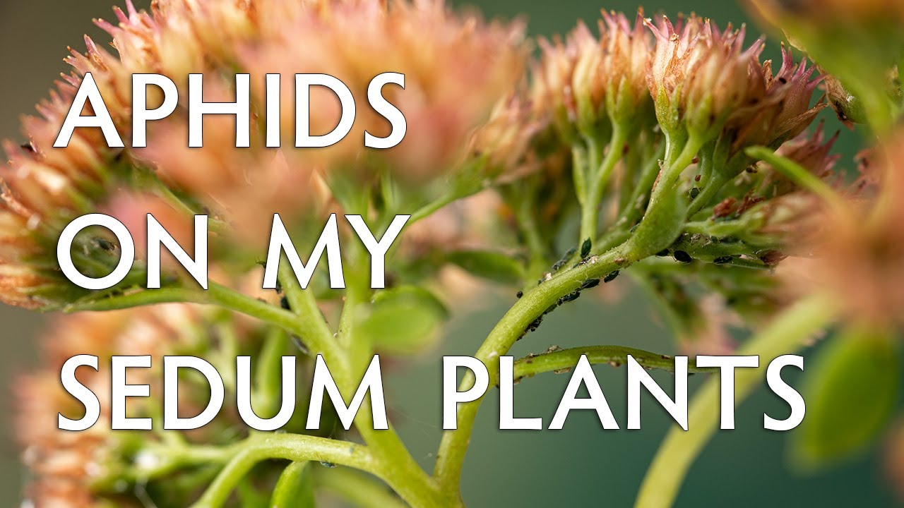 Aphids on sedum plants & the predators that control them