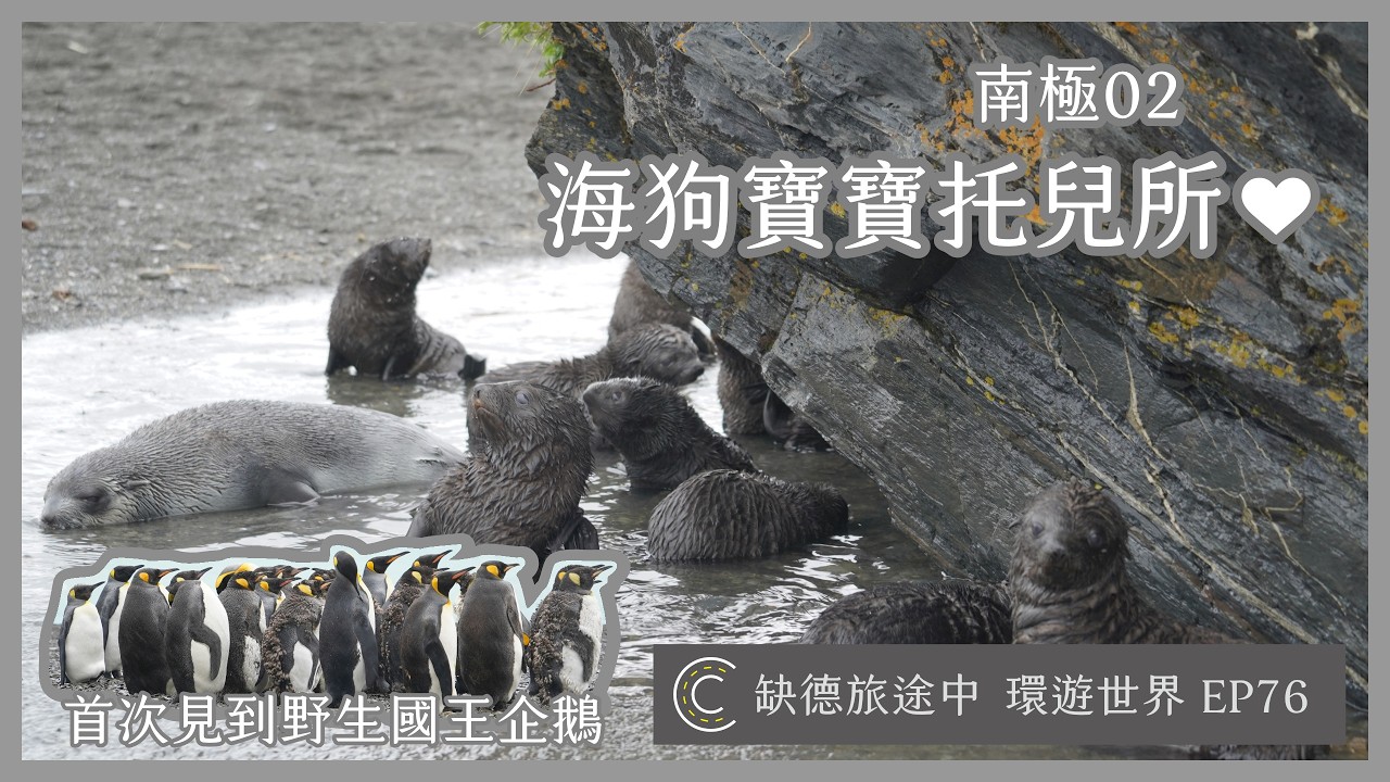環遊世界 EP76【南極 02】South Georgia 南喬治亞 進入南極輻合帶 南極毛皮海狗的育幼天堂 超Q小海狗寶寶 首次見到野生國王企鵝 | [ CC 字幕 ] 缺德旅途中