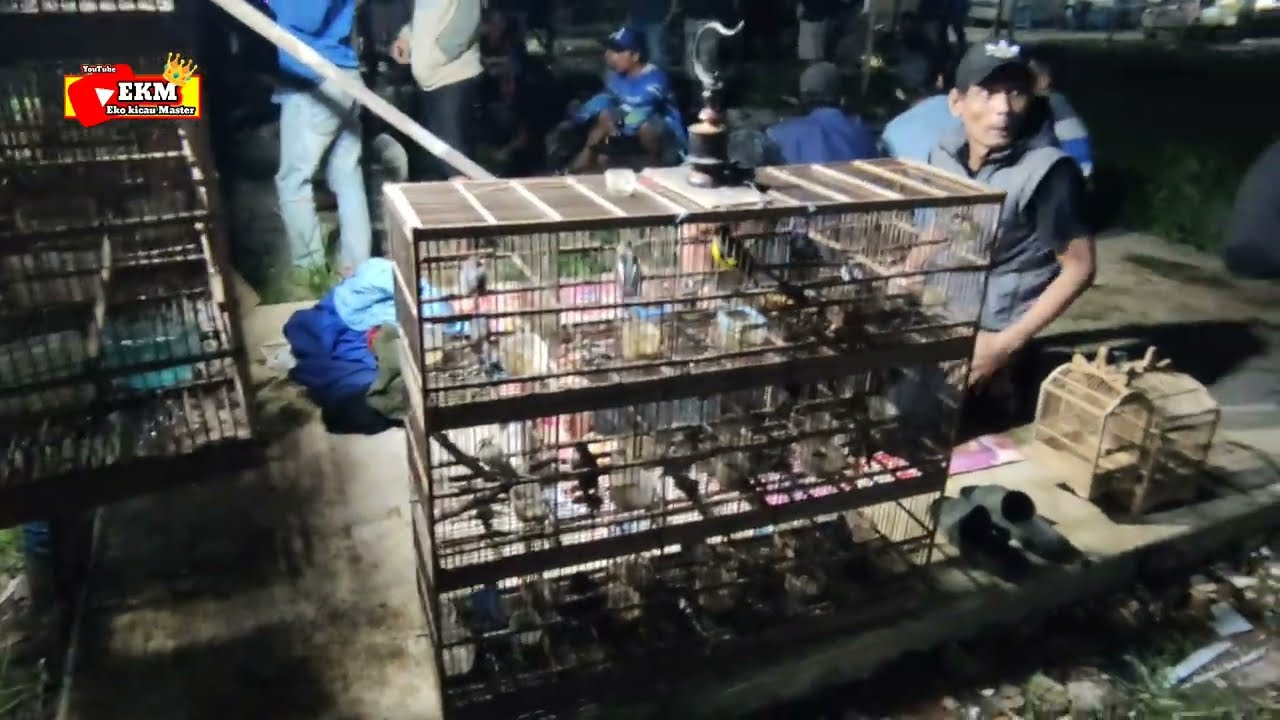 Review pasar burung malam CUMA ADA SATU DI INDONESIA  HUNTING BURUNG MALAM HARI DI KOTA PEKALONGAN 