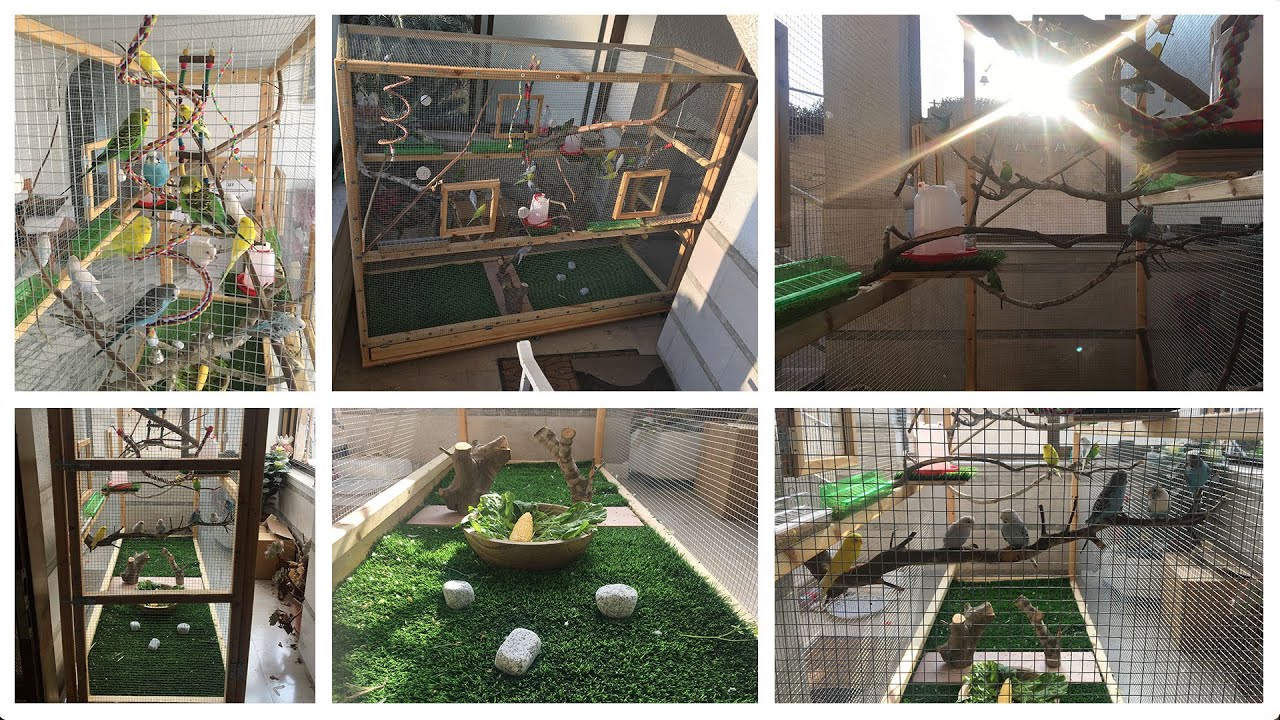 Building The Most Beautiful Aviary (Budgie Kingdom)