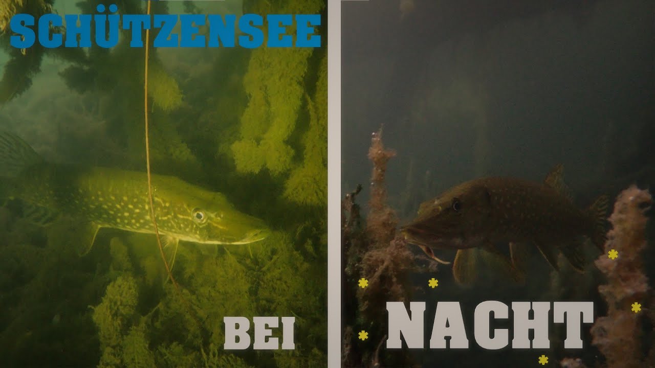 Schützensee bei NACHT! | viele und GROSSE Hechte + Karpfen