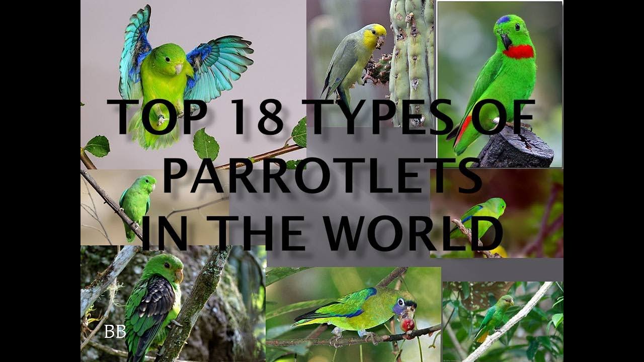 TOP 18 TYPES OF PARROTLETS IN THE WORLD