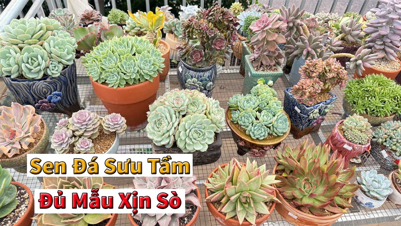 Nhà không có gì ngoài sen xịn chậu đẹp | succulent Gia Nghia