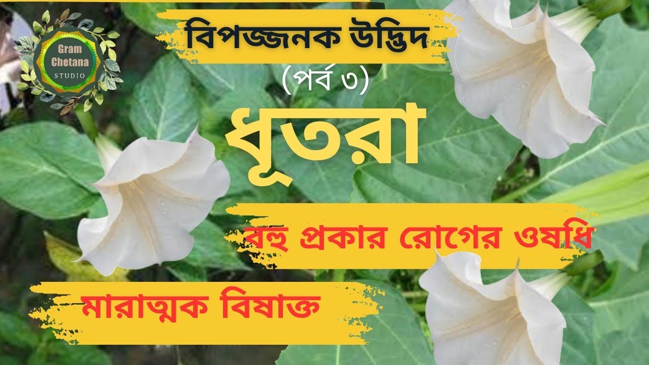 বিপজ্জনক উদ্ভিদ (পর্ব ৩) : ধূতরা Dangerous Plant (Part 3) : Datura (Dhutra)