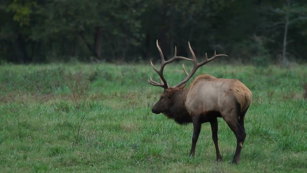 Nature Footage of Elk in Boxley Valley Arkansas