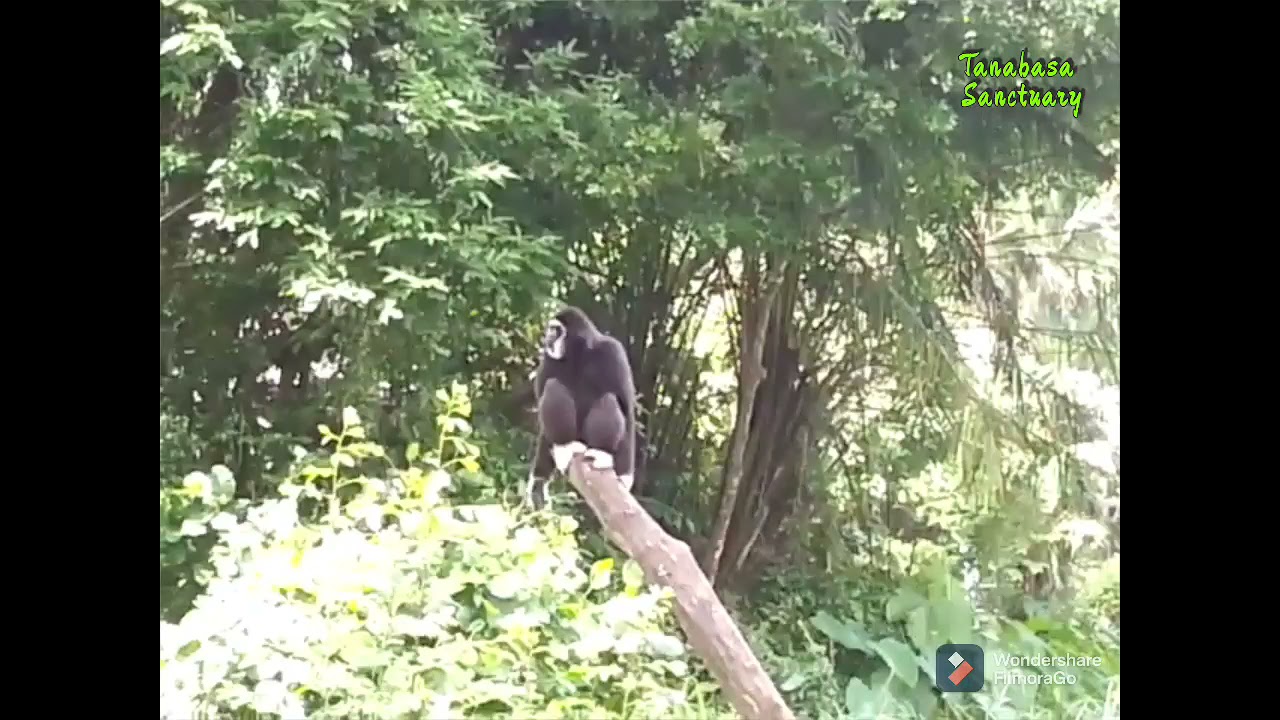 Dendangan suara ungka dan siamang Zoo Taiping