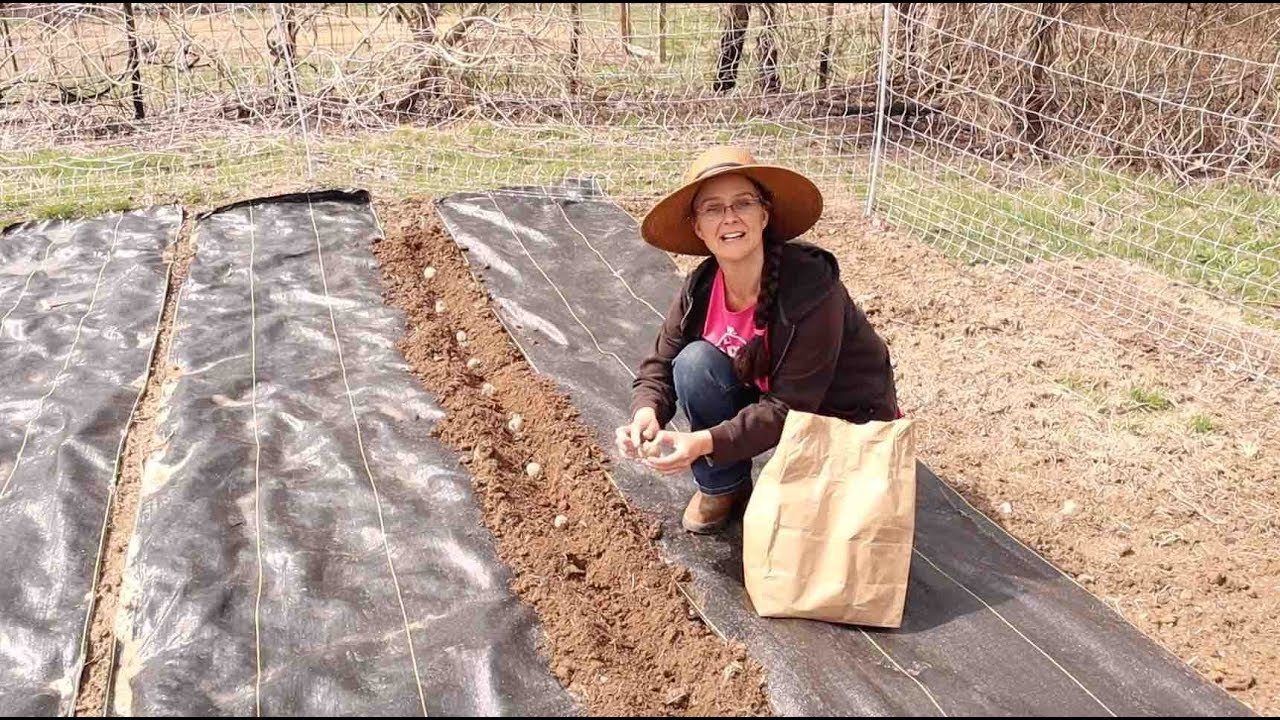 Planting Potatoes in Straw!  NO MORE DIGGING!