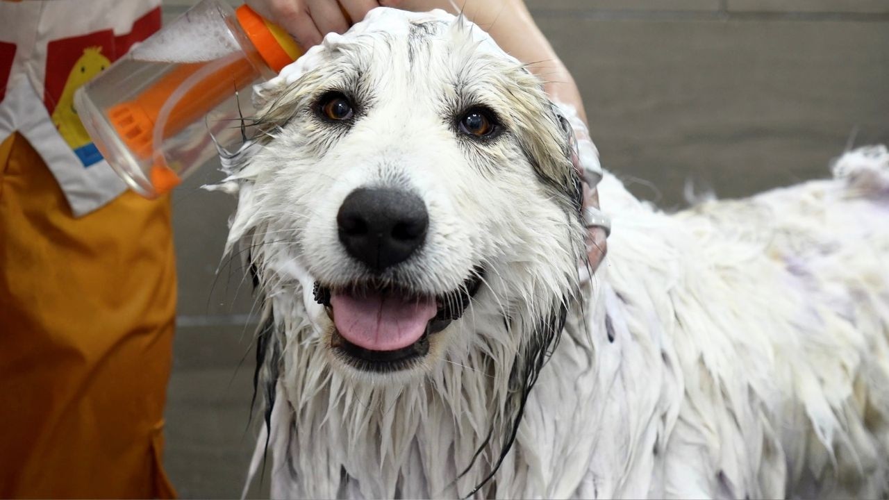 They Said No Groomer Would Take Her...Watch Her Transformation