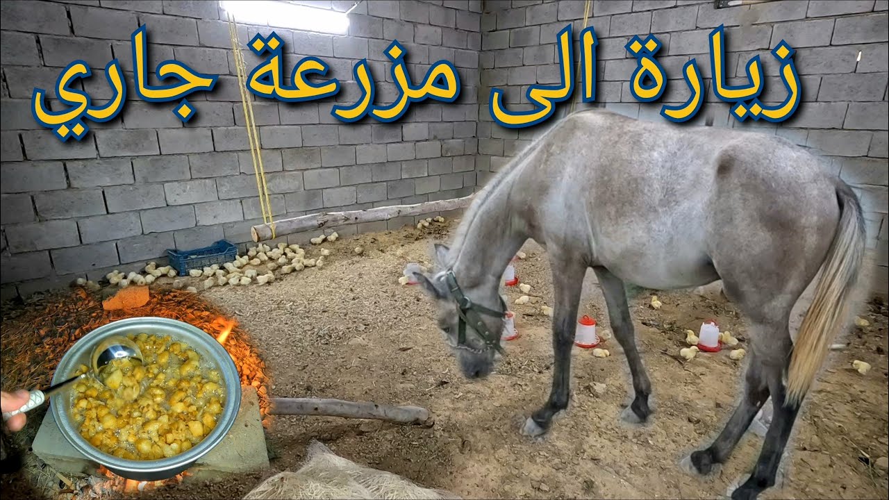 مزرعة صغيرة في طور الإنشاء ، زيارة لمزرعة جاري ، قص شعر الماعز ، كيف نستفيد من الدهون الحيوانية(149)