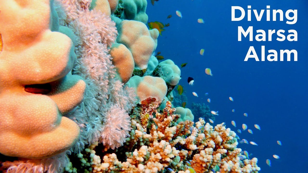 Diving Marsa Alam