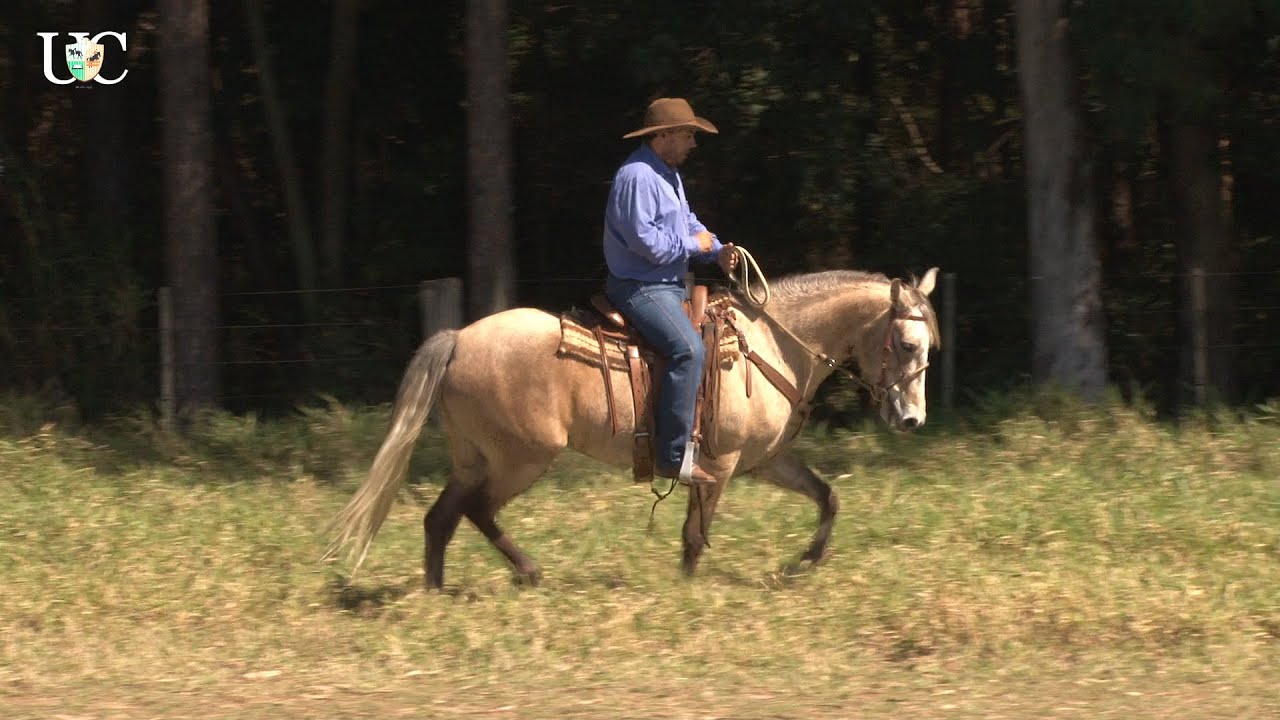TV UC - Cavalo de cavalgada tem que exercitar