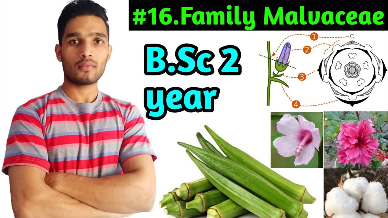 Family Malvaceae||Floral Formula||Economic importance||B.Sc 2 year