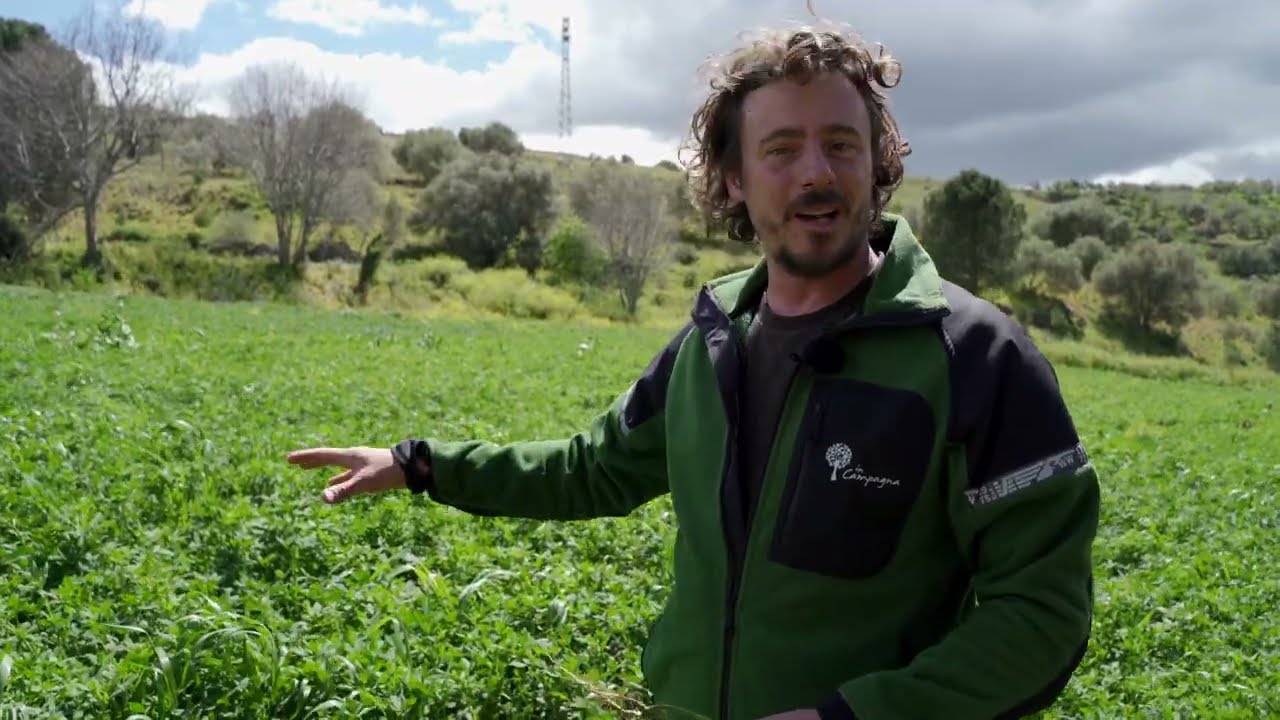 Fertilizzazione biologica con favino ed erba medica