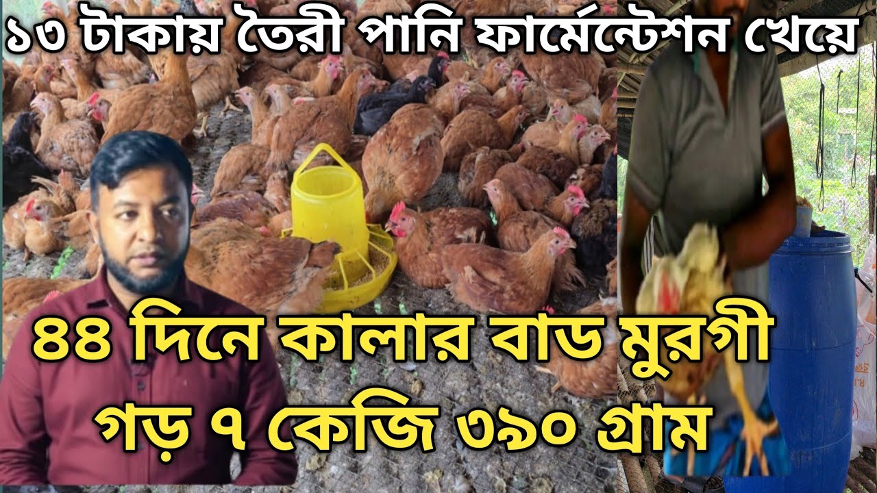 ১৩ টাকায় তৈরি পানি ফার্মেন্টশন ৩০ টাকায় তৈরী ভুট্টা ফার্মেন্টেশন খেয়ে ৪৪ দিনে ৭.৩৯০ গ্রাম গড় ওজন।