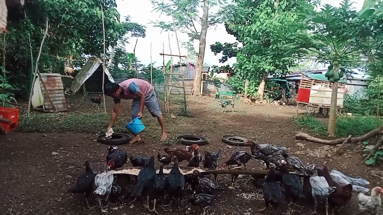 SHAMO ASIL BASILAN | Native chicken