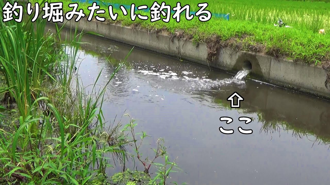 釣り堀みたいに釣れる水路は楽し過ぎる♪