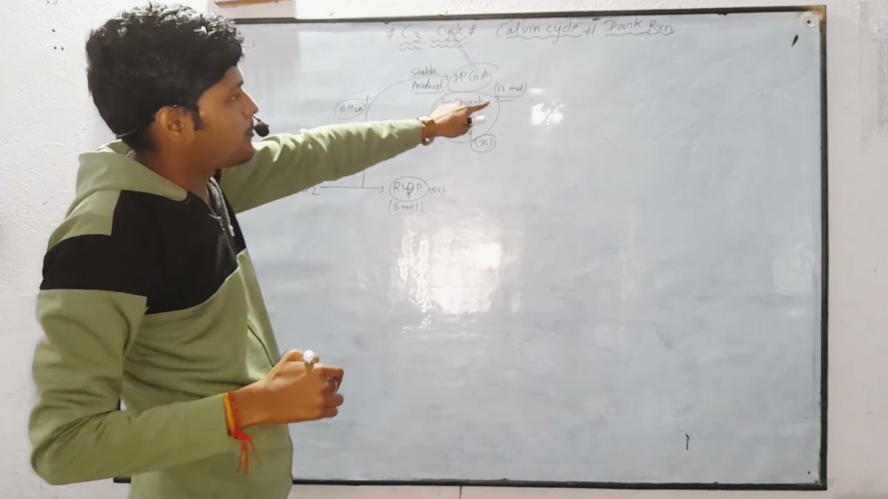 #C3 cycle#calvin cycle#benson cycle#blackmann reaction#dark reaction#PGA cycle#biochemical cycle