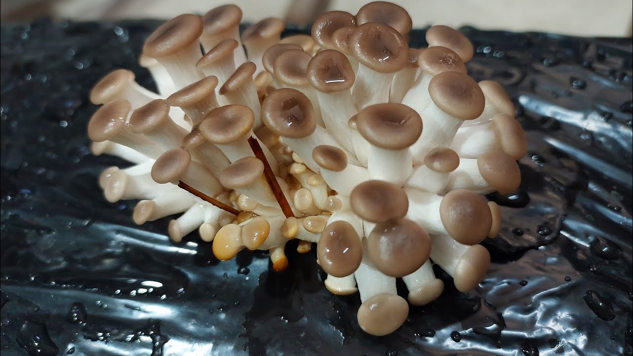 Seta en casa 3