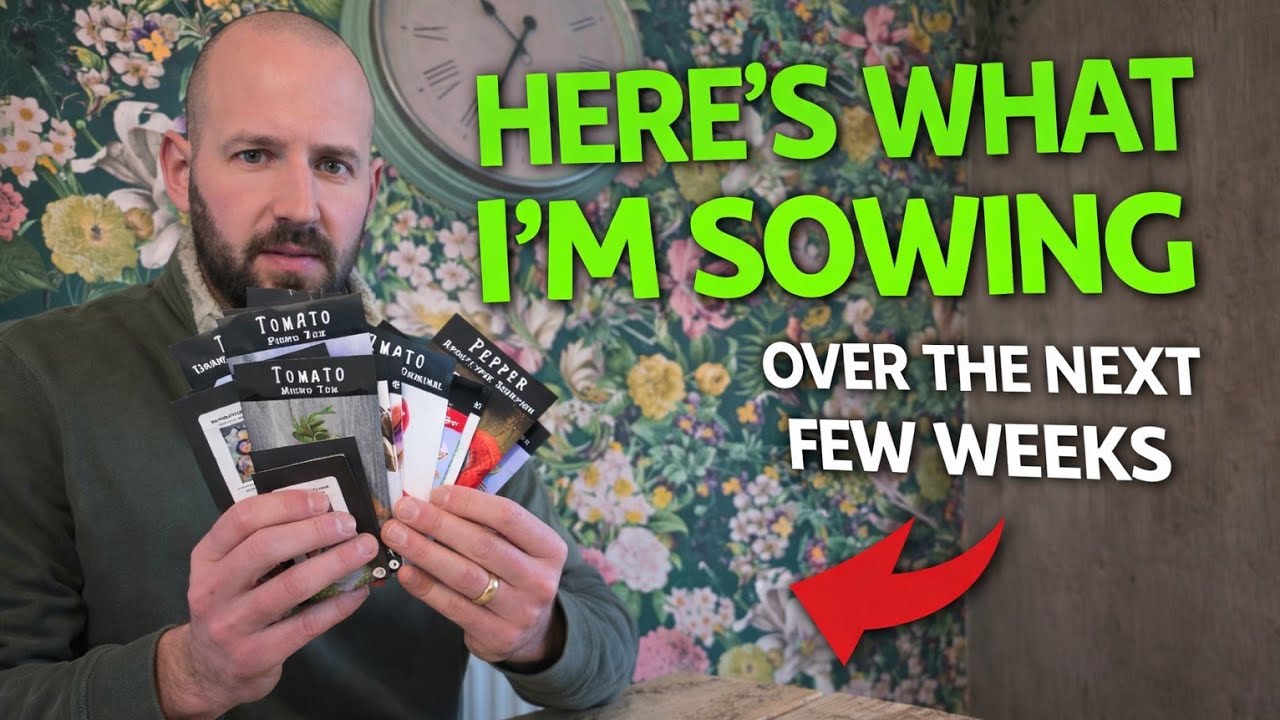 Here’s What I’m Sowing Next – Chilli & Tomato Seeds for the New Season!