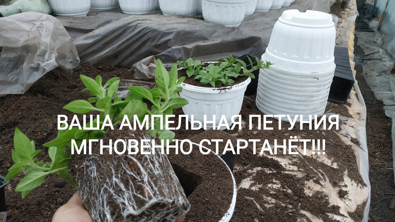 АМПЕЛЬНАЯ ПЕТУНИЯ ВАС ПОРАДУЕТ,ЕСЛИ ВЫ ПРАВИЛЬНО СДЕЛАЕТЕ ПЕРЕВАЛКУ! ПОСМОТРИТЕ!!!