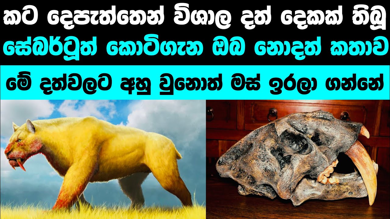 සේබර්ටූත් කොටි ගැන නොදත් කතාව | The story Sabertooth tiger
