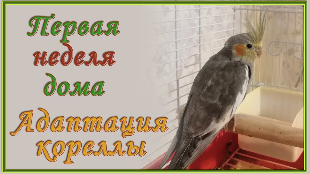 Корелла первые дни дома. Адаптация. Как приручить кореллу.