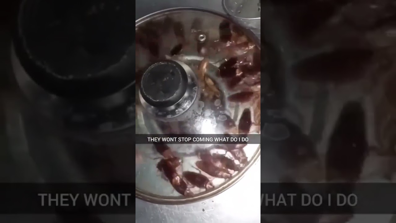 Sink Roach Invasion!