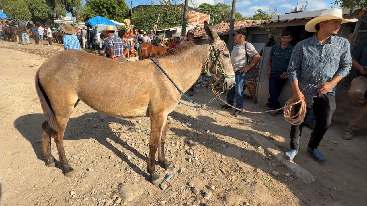 Mula grande en el Tiangue San Rafael cedros