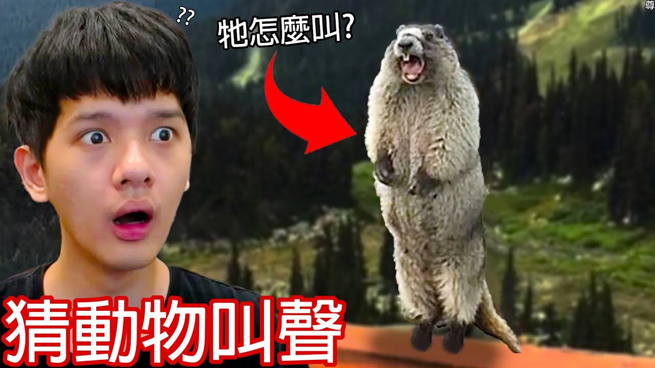 【尊】你能答對只有1%生物專家才知道的「猜動物叫聲」? ? 2024不會還有人不知道土撥鼠的叫聲是 
