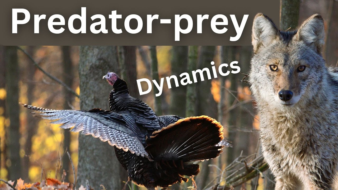 A deep dive into coyotes | Ep 96