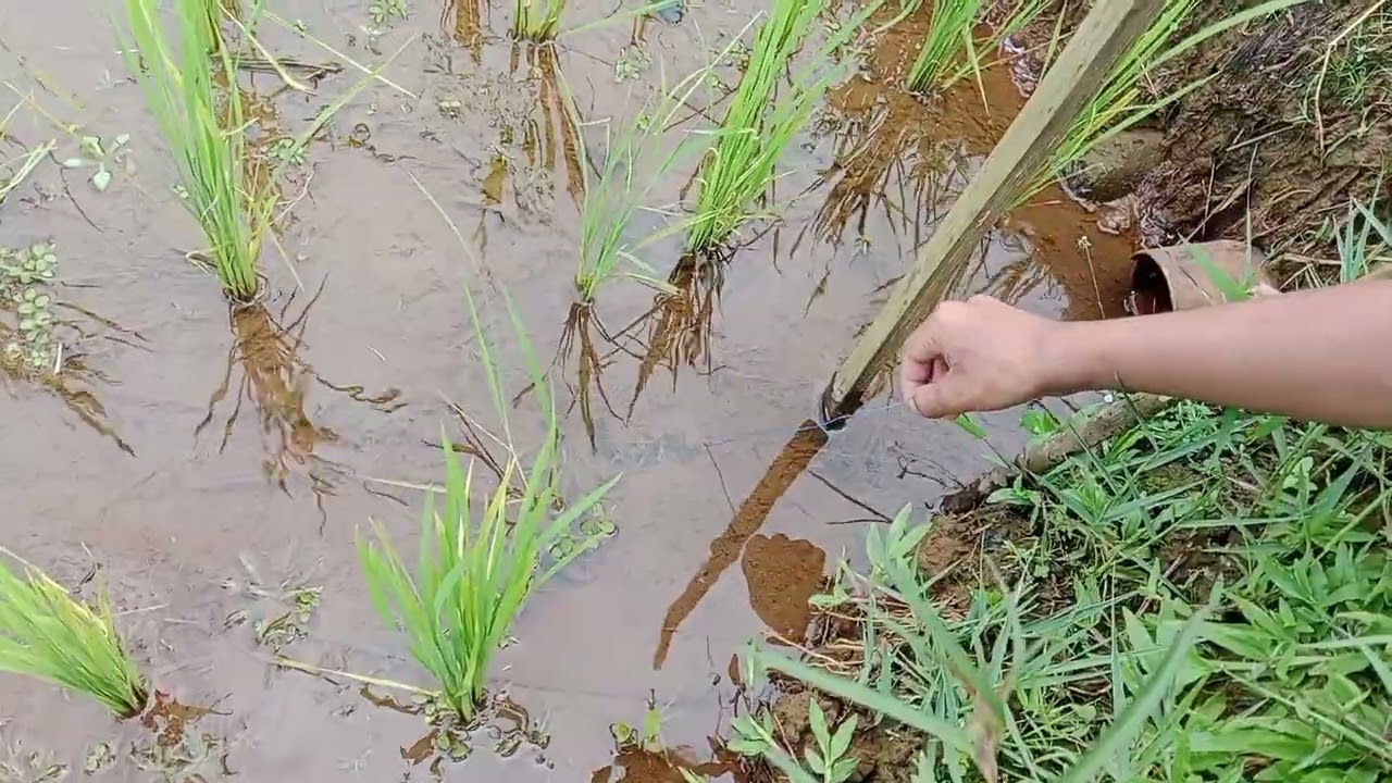 Belum ada belut yang nyangkut