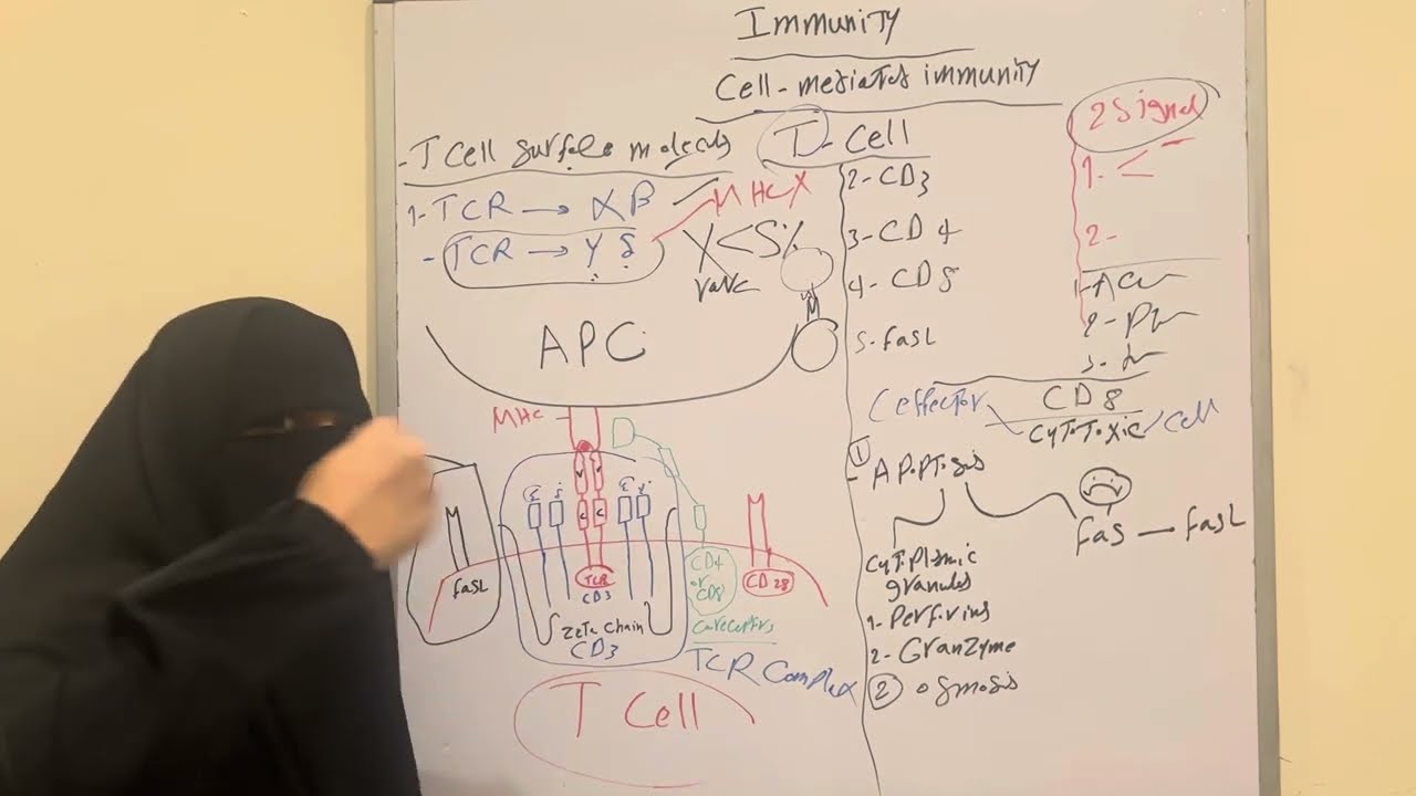 13-⛔️T Cell-Mediated Immunity Part 2