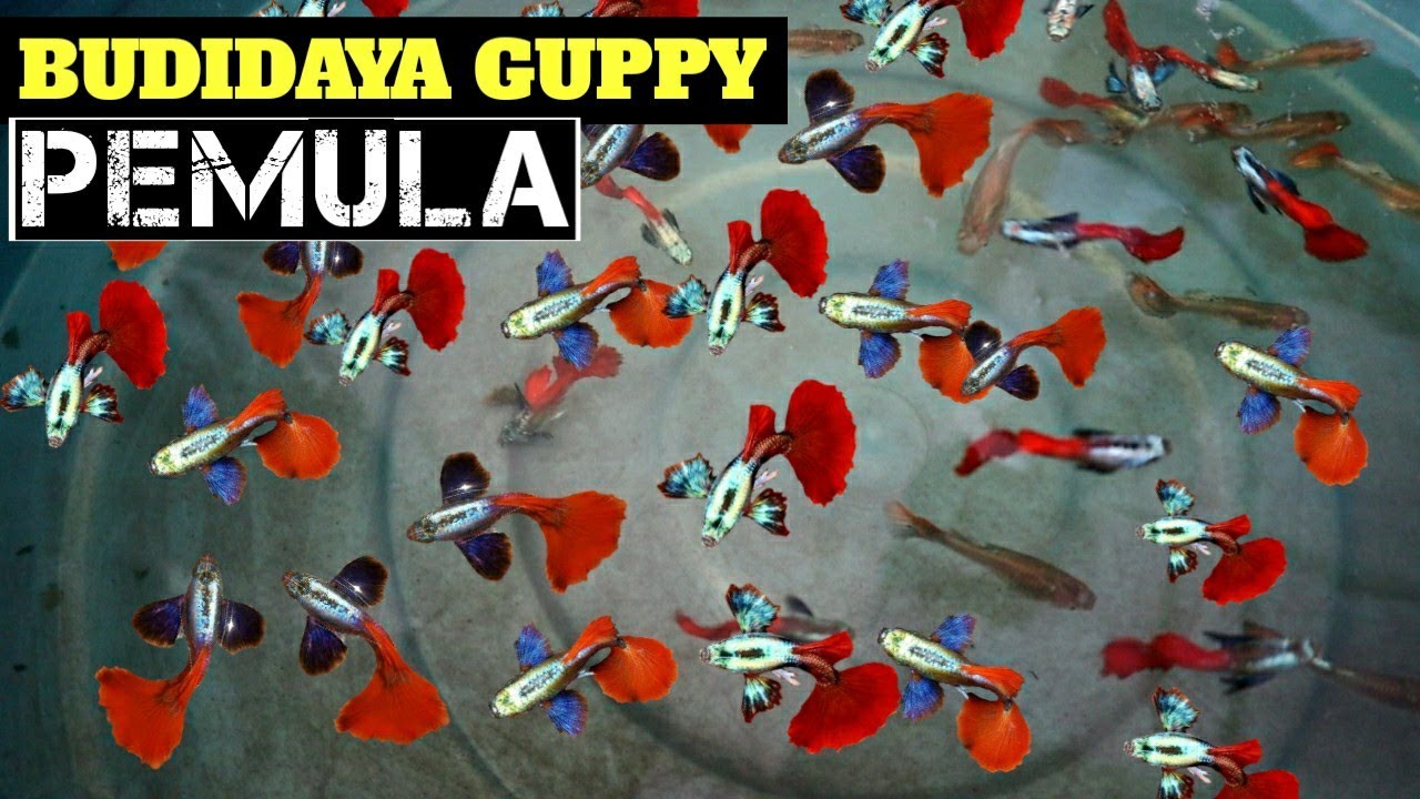 JENIS IKAN GUPPY YANG COCOK UNTUK PEMULA