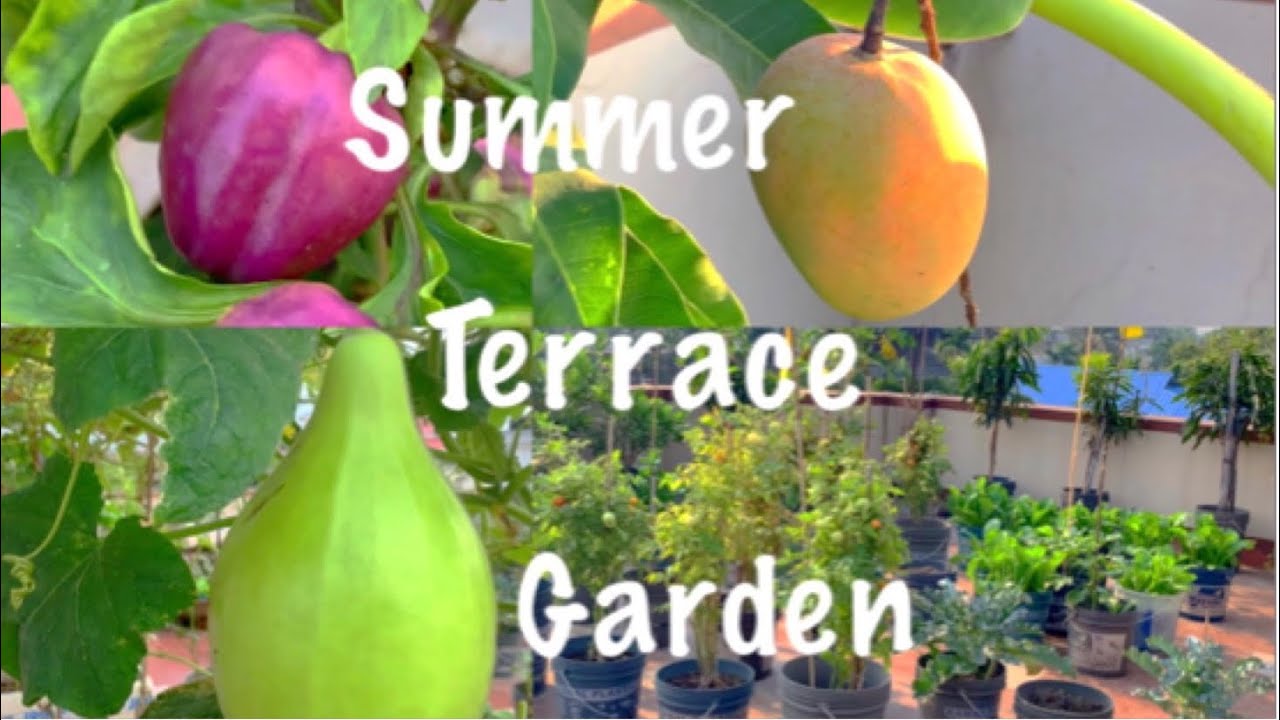 Pure Organic Summer Terrace Garden Tour