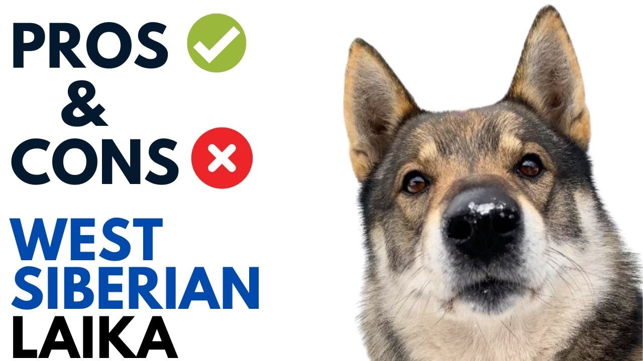 West Siberian Laika Pros and Cons | West Siberian Laika Dog Advantages and Disadvantages