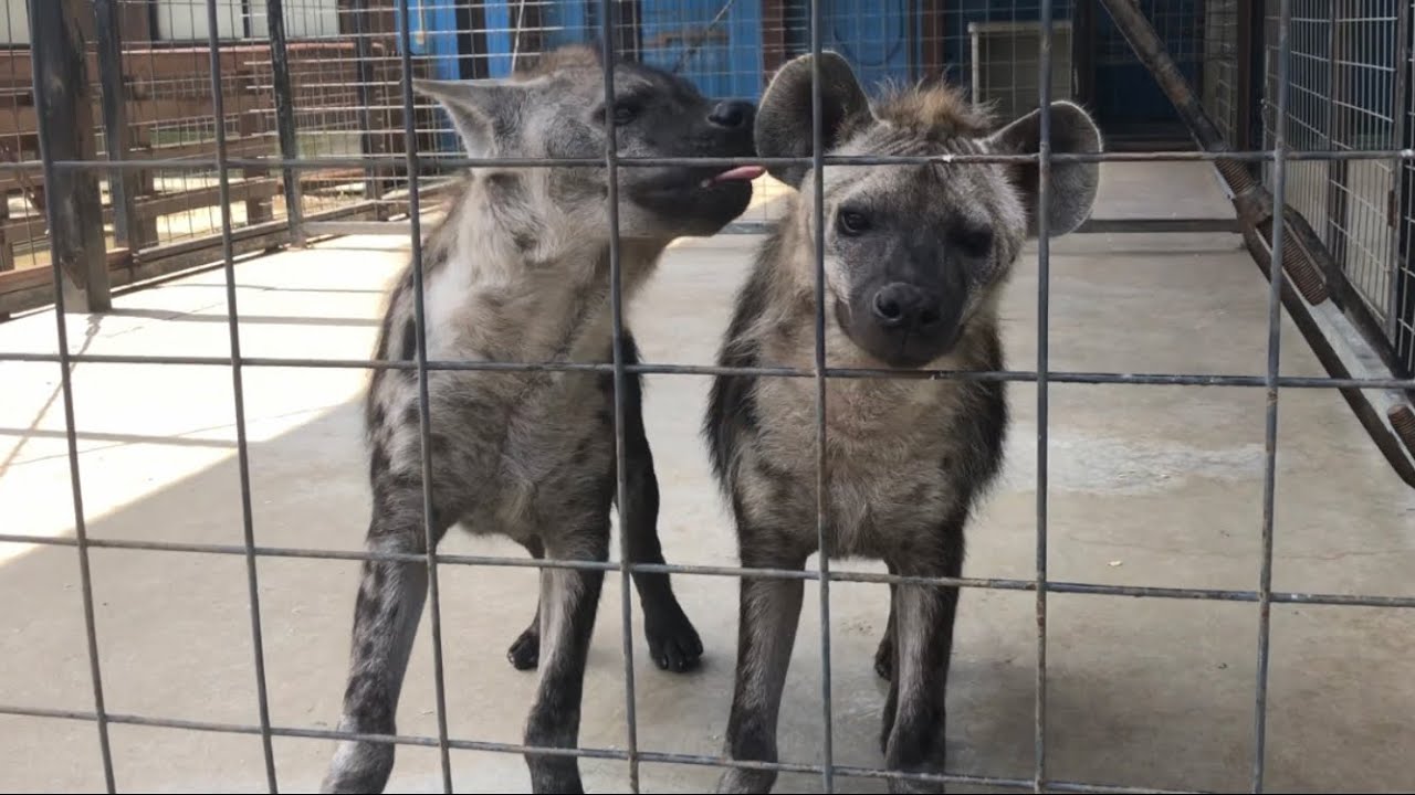 ハイエナの子どもたち【しろとり動物園】