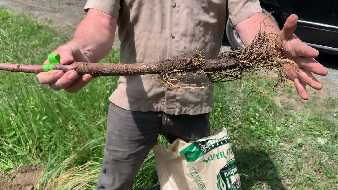 Lesson on How to Plant a Bareroot Fruit Tree