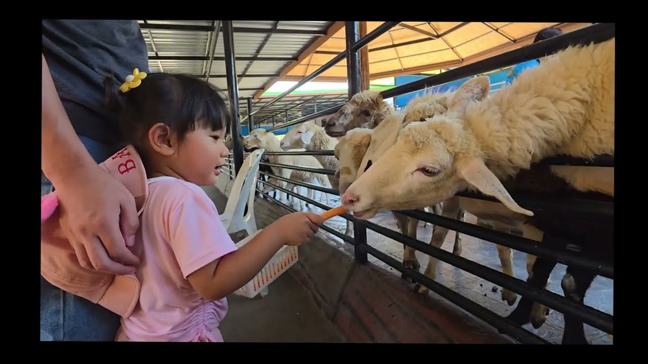 น้องวาวาเที่ยวสวนสัตว์ศรีอยุธยา ไลอ้อน ปาร์ค I น้องวาวา