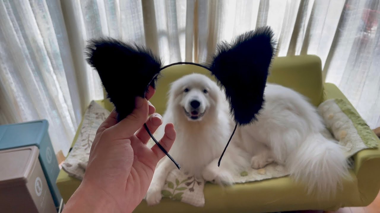 変態が用意した究極アイテムにより可愛さ限界突破した超大型犬【悶絶編】