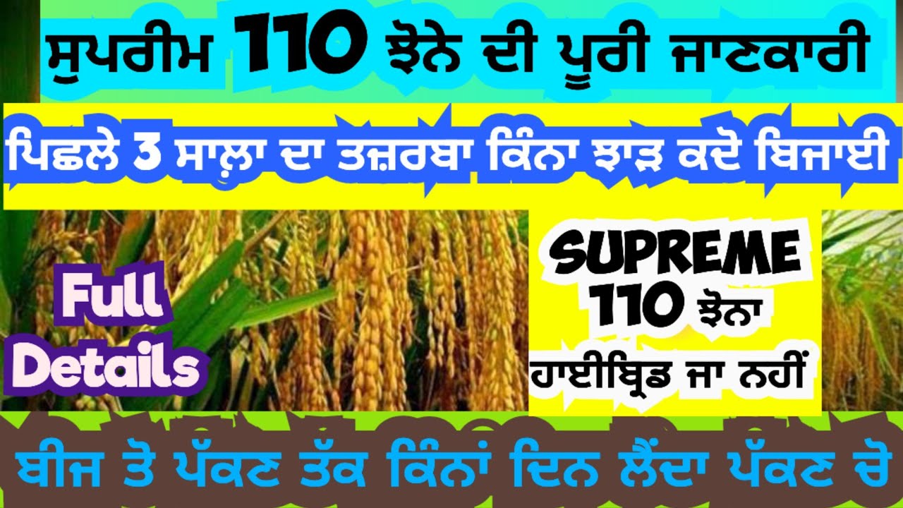 ਸੁਪਰੀਮ 110 ਝੋਨੇ ਦੀ ਪੂਰੀ ਜਾਣਕਾਰੀ👈 ਕਿੰਨਾ ਝਾੜ ਕਦੋ ਬਿਜਾਈ🌾Supreme110