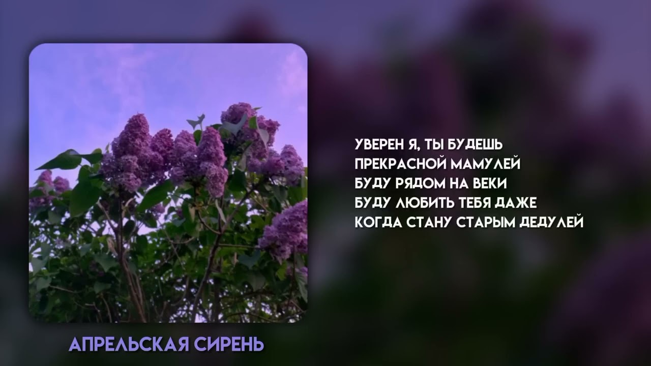 апрельская сирень