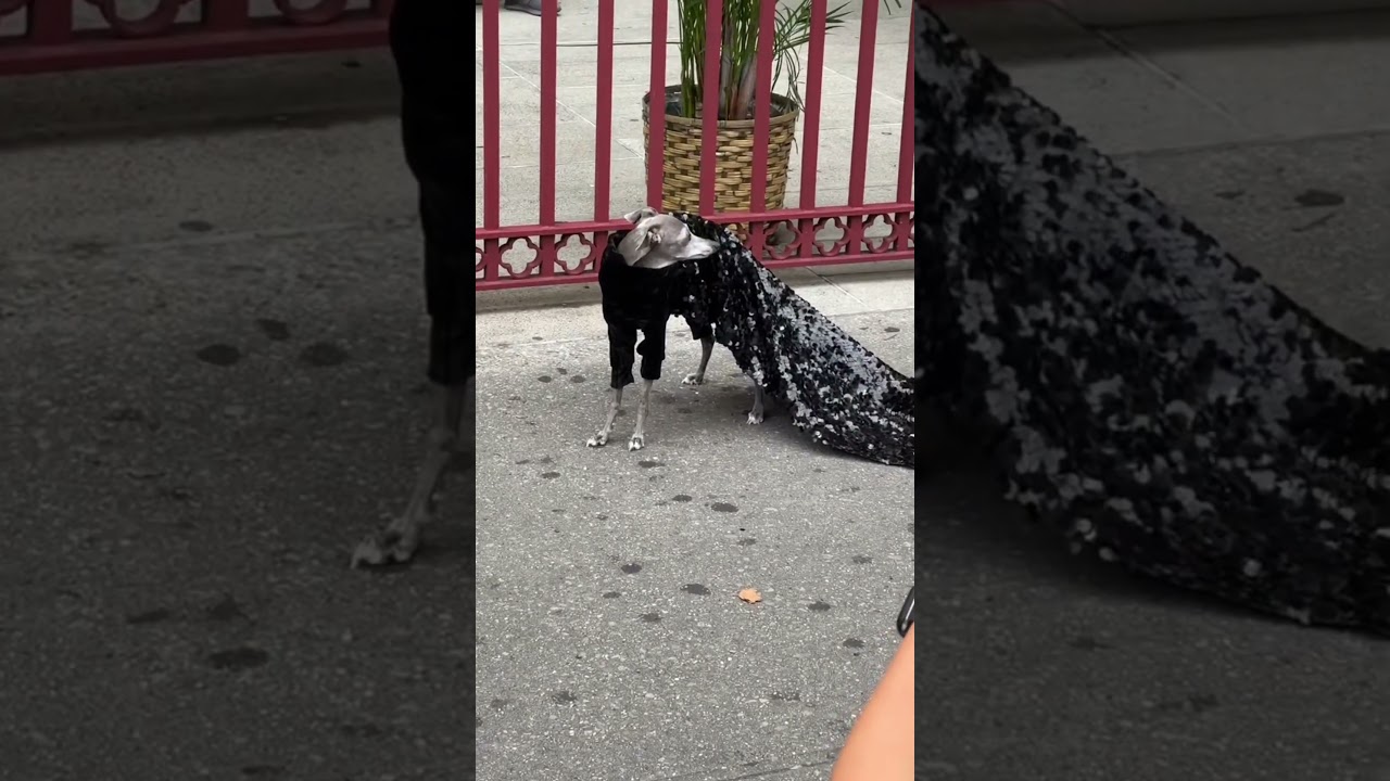 Dog in fashion show #viral #shorts #youtubeshorts #dog #fashion #show